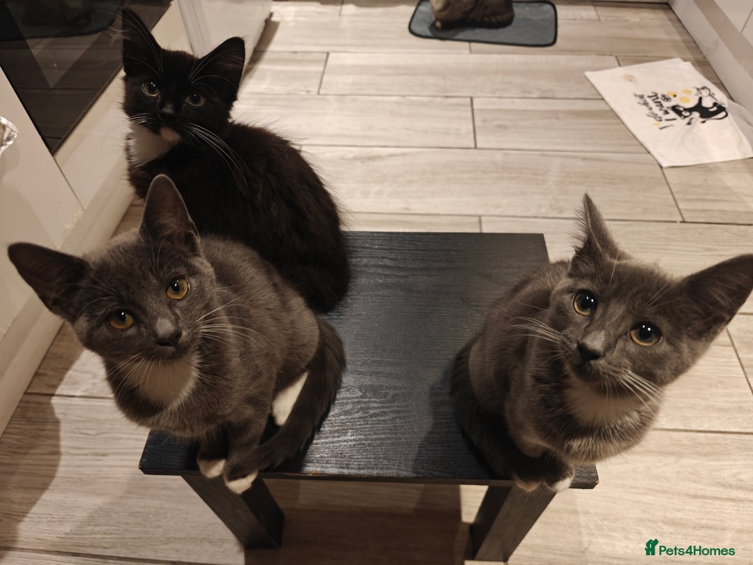 Domestic Shorthair cats for sale: Loving kittens - Image 4