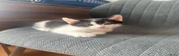 Mixed Breed cats for sale: Two adorable kittens. - Advert 3