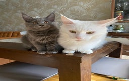 Maine Coon cats for sale: Maine Coon Kittens for sale solid blue is  female  - Image 5