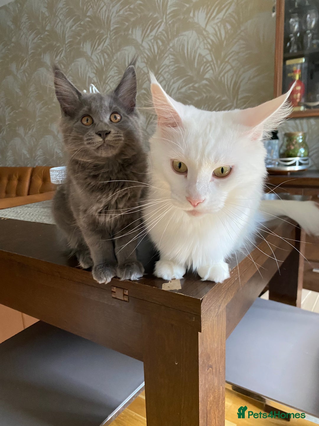 Maine Coon cats for sale: Maine Coon Kittens for sale solid blue is  female  - Image 5