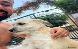 Mixed Breed dogs for adoption: ALMA - a Superb little Girl for a Loving Home - Image 6