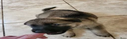 German Shepherd dogs for sale: German Shepherd pups Straight back KC registered - Advert 26