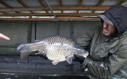 Koi Carp fish for sale: 15-18lb Carp  - Advert 2