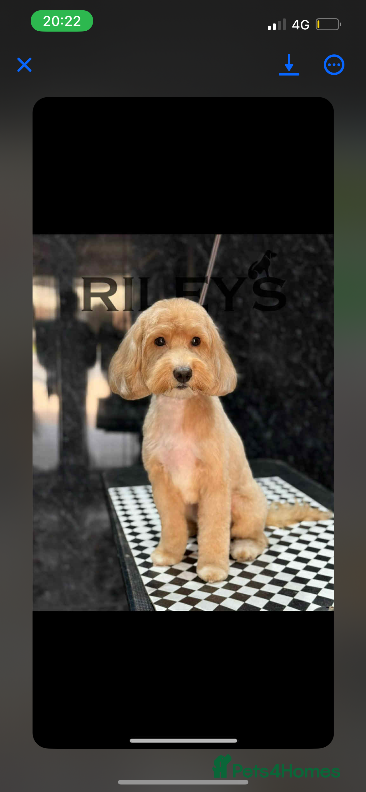 Cockapoo dogs F1B cockapoos looking for loving homes  - Advert 1