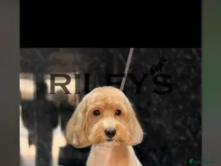 Cockapoo dogs F1B cockapoos looking for loving homes - Advert 1