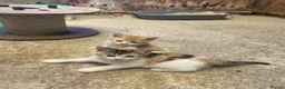 Mixed Breed cats for sale: 10 friendly kittens - Advert 10