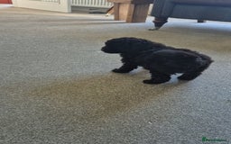 Pomapoo dogs for sale: Toy poodle x pomapoo  - Image 7