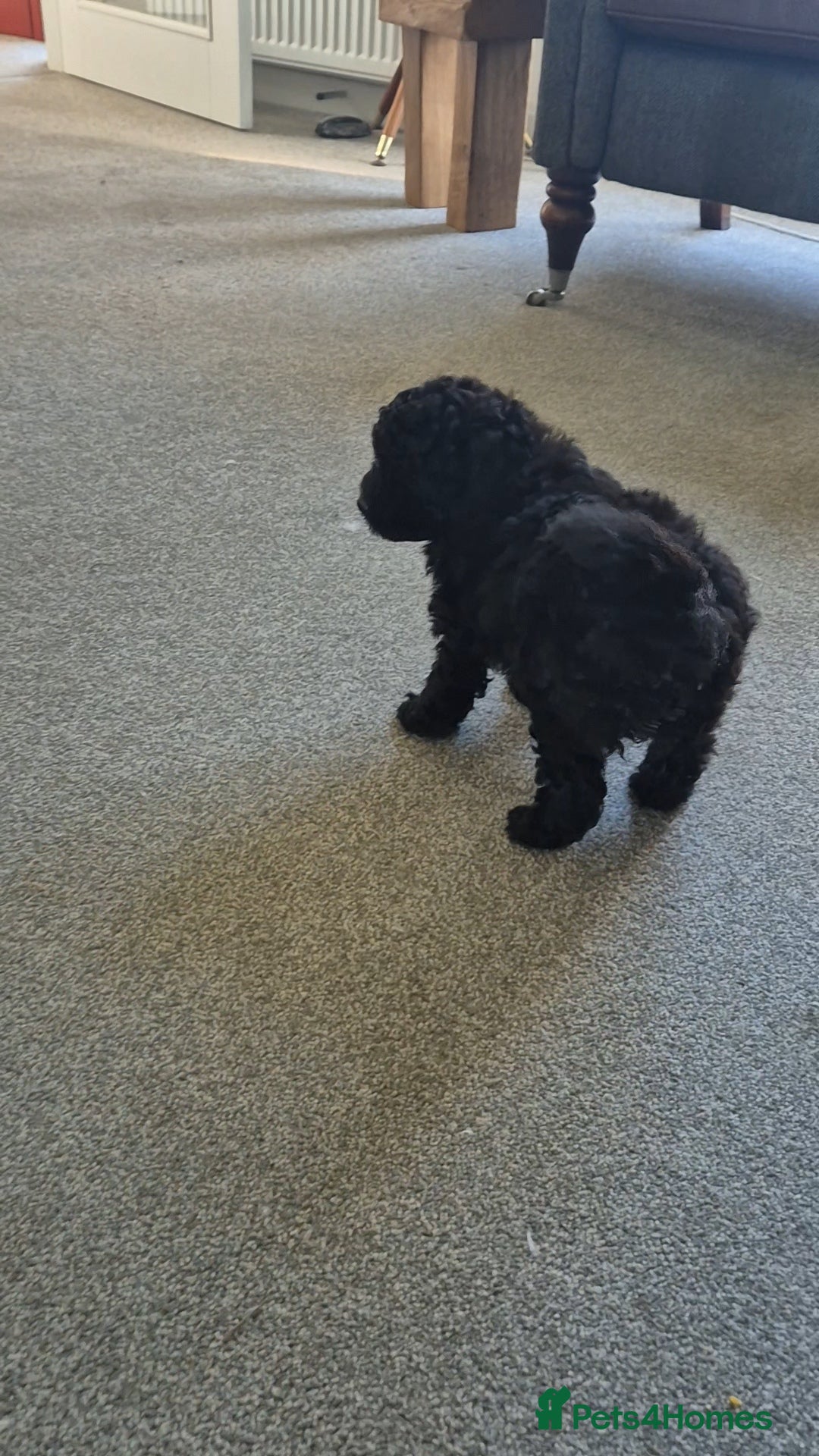 Pomapoo dogs for sale: Toy poodle x pomapoo  - Image 7