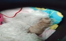 Maltipoo dogs for sale: Stunning Maltipoo Puppies - Image 5