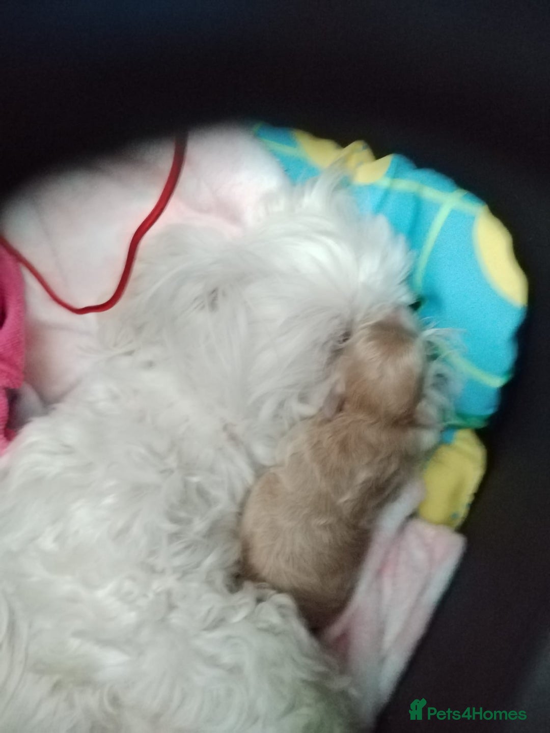 Maltipoo dogs for sale: Stunning Maltipoo Puppies - Image 5