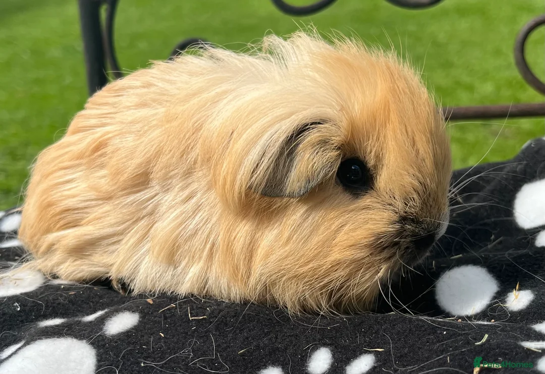 Guinea Pig rodents for sale: Sheltie guniea pigs and merino girl. - Advert 3