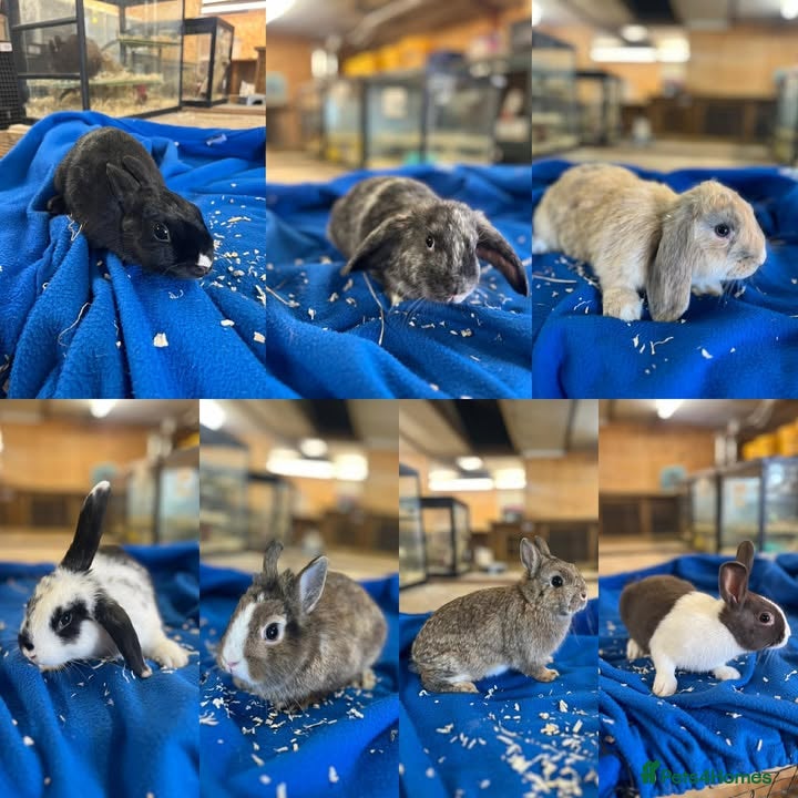 Dutch rabbits Rabbits for sale  - Advert 1