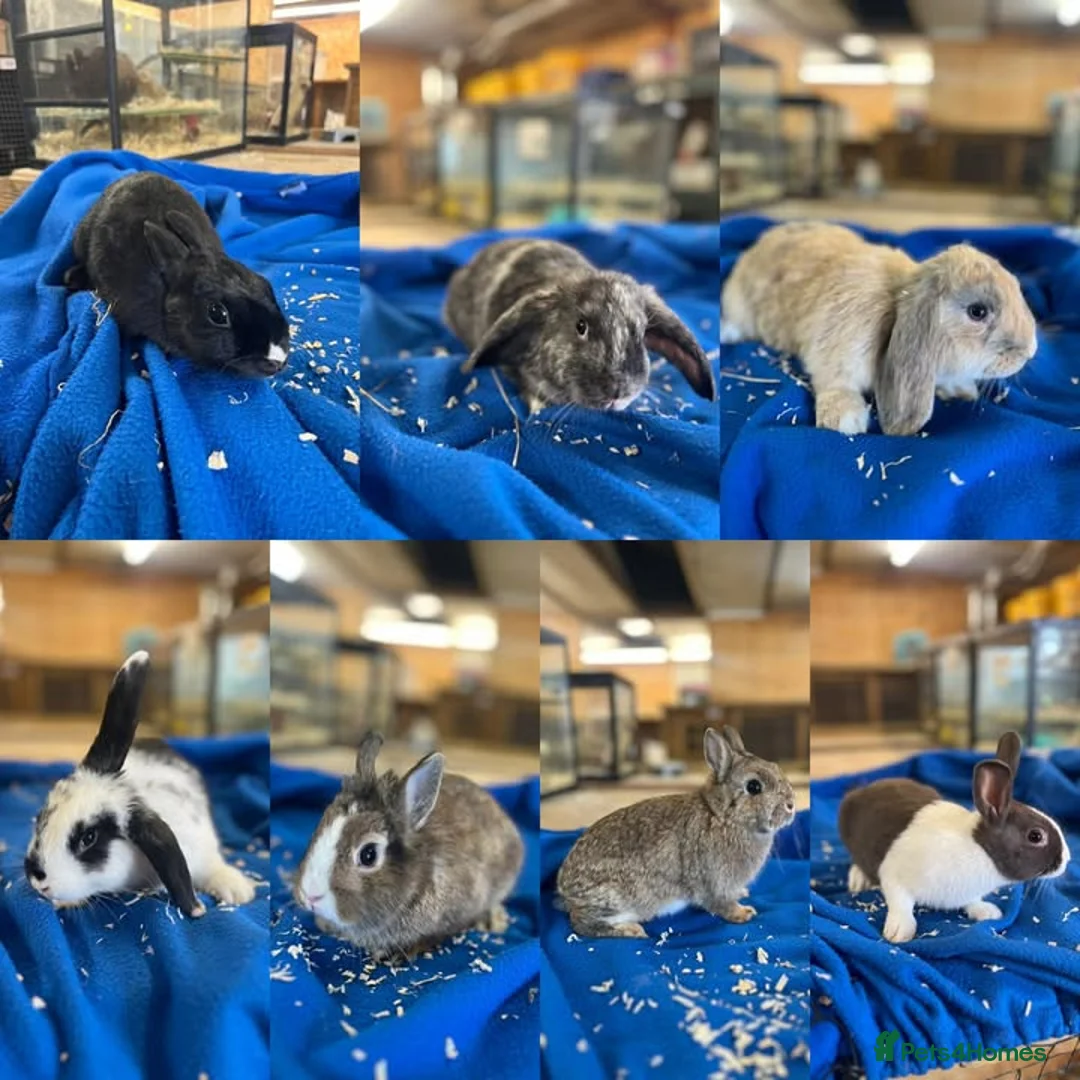 Dutch rabbits for sale: Rabbits for sale  - Advert 1