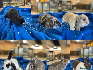 Dutch rabbits Rabbits for sale - Advert 12