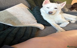 Siberian Husky dogs for stud: Siberian husky - Image 2