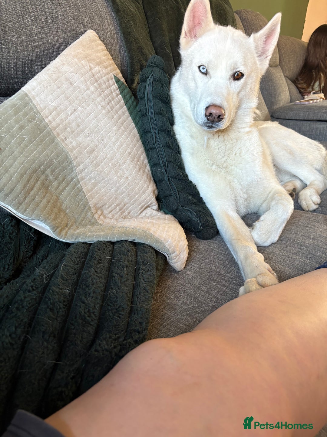 Siberian Husky dogs for stud: Siberian husky - Image 2