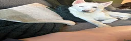Siberian Husky dogs for stud: Siberian husky - Advert 3