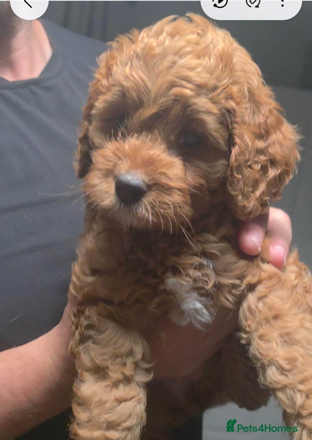 Cockapoo dogs FINAL GORGEOUS F1B TOY COCKAPOO GIRL - BRISTOL - Advert 4