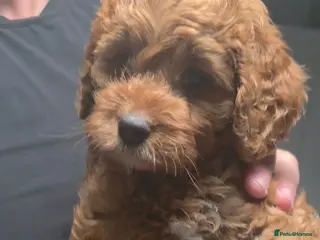 Cockapoo dogs FINAL GORGEOUS F1B TOY COCKAPOO GIRL - BRISTOL - Advert 4