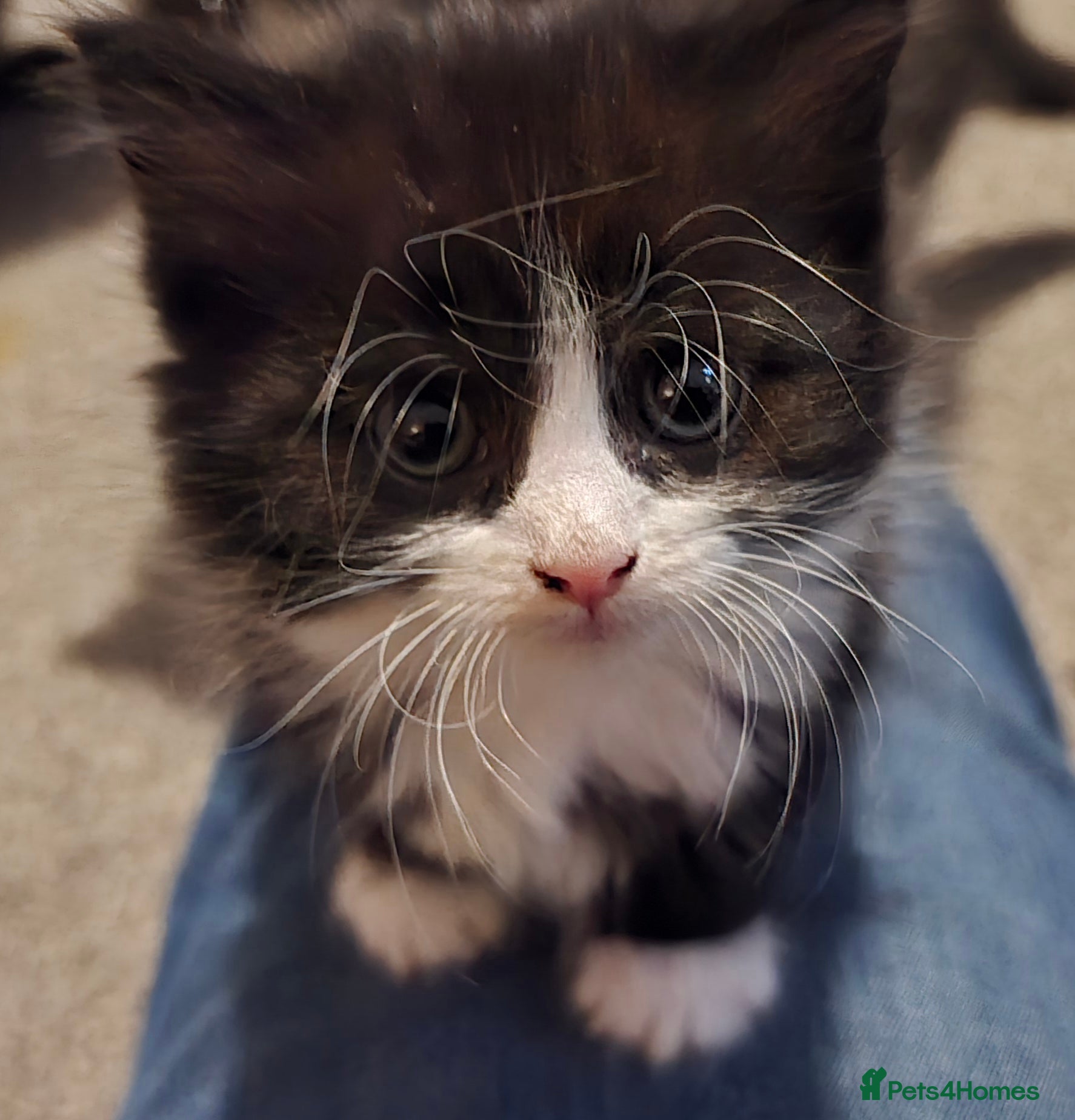 British Longhair cats Three beautiful kittens left  - Advert 1