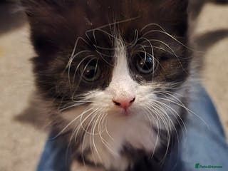 British Longhair cats Three beautiful kittens left - Advert 4