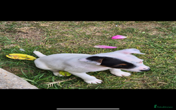 Jack Russell dogs for sale: Jack russel puppies  - Image 7