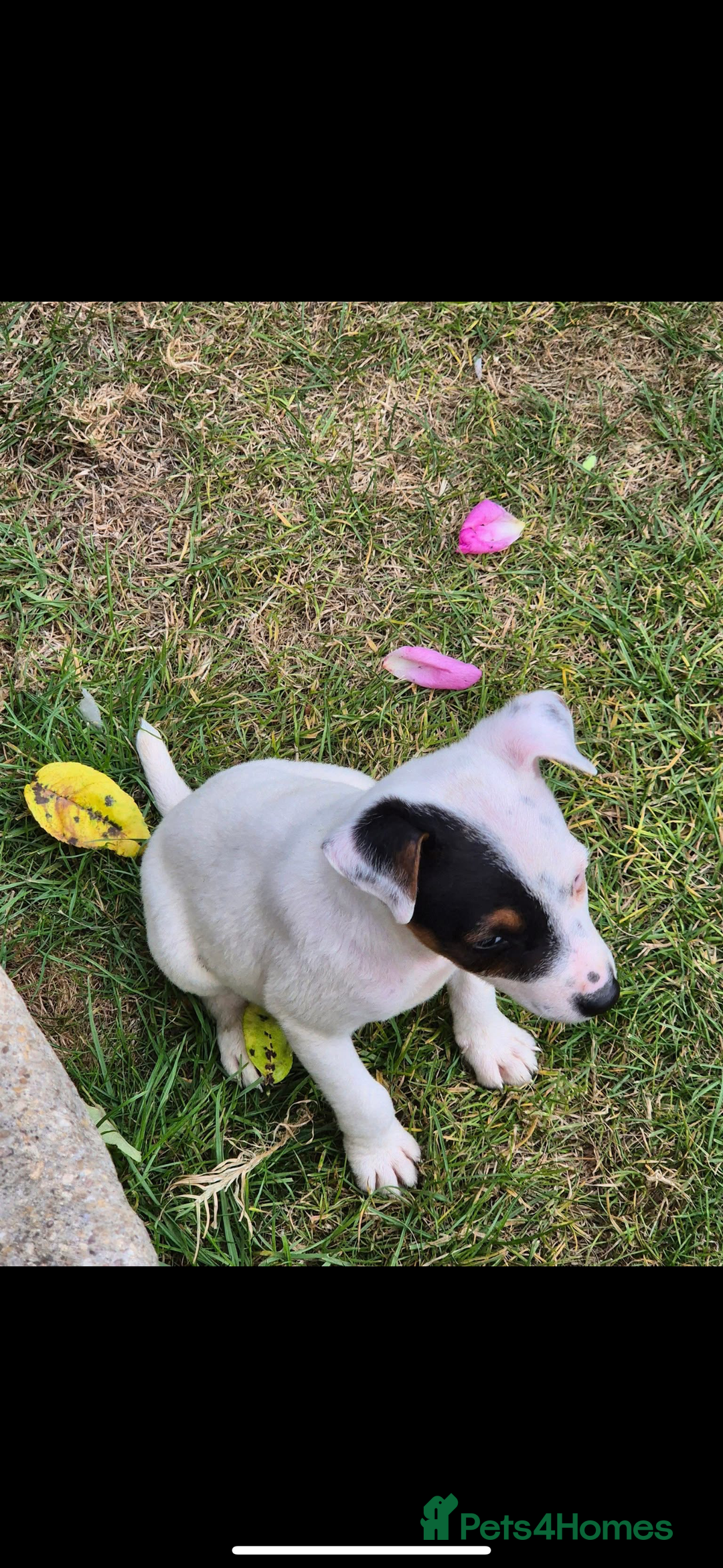 Jack Russell dogs for sale: Jack russel puppies  - Image 7