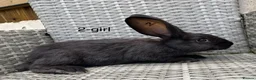 Continental Giant rabbits for sale: 🐇 pure bred continental giants 🐇  - Advert 5