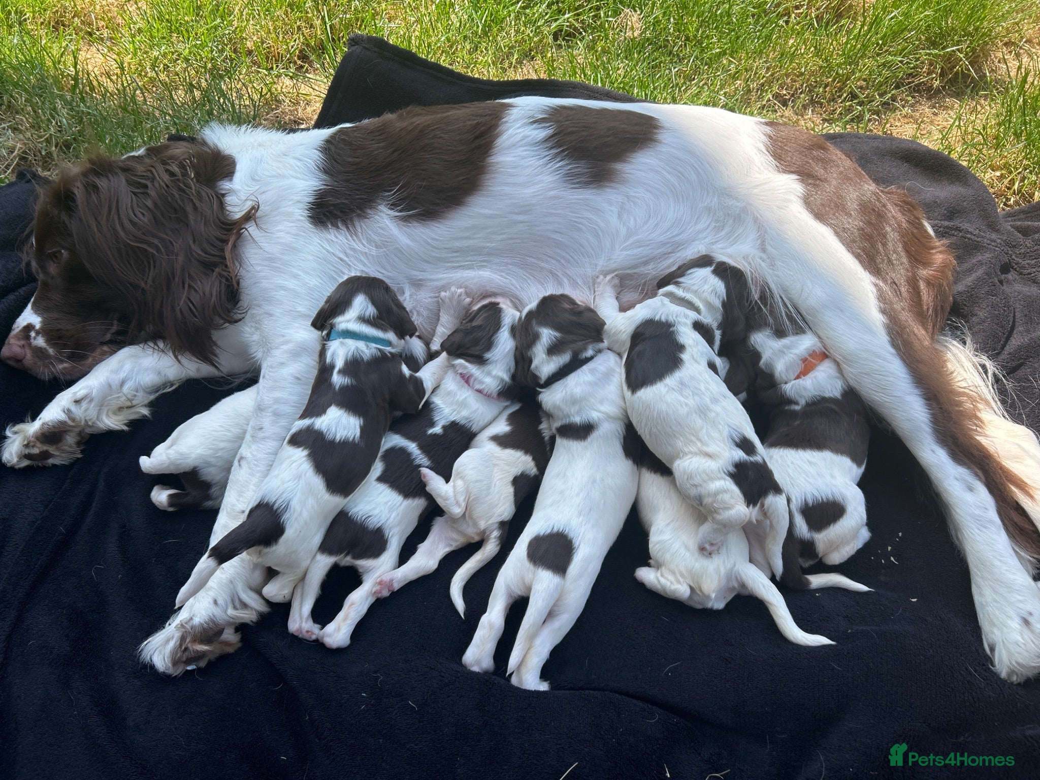 English Springer Spaniel dogs English Springer Spaniel  - Advert 2