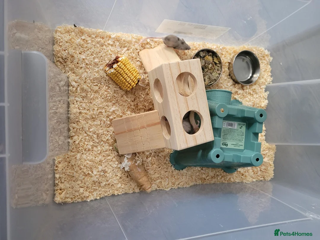 Mouse rodents for sale: Domestic/pet mice. in Bury - Advert 2