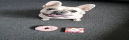 French Bulldog dogs for sale: French Bulldog puppies  - Advert 1