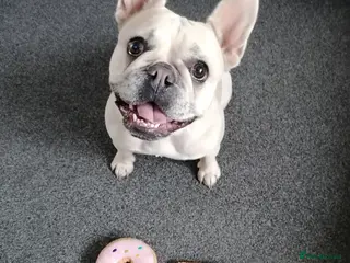 French Bulldog dogs French Bulldog puppies - Advert 1