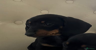Miniature Dachshund dogs - Advert 5