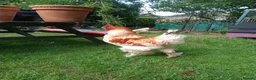 Chickens poultry for sale: LF Brahma Partridge, Lemon Pyle, golden lace - Advert 13