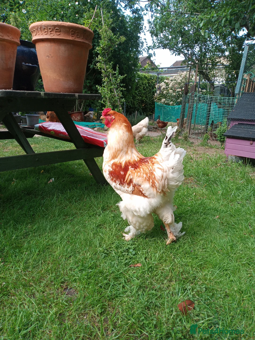 Chickens poultry for sale: LF Brahma Partridge, Lemon Pyle, golden lace - Advert 13