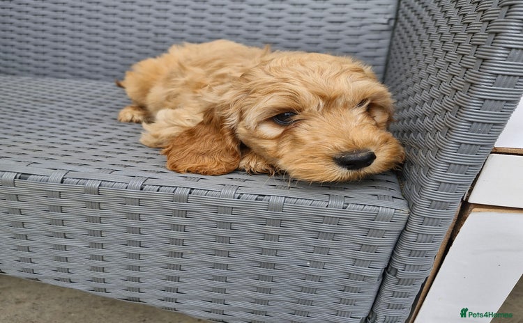 Cockapoo dogs - Advert 15