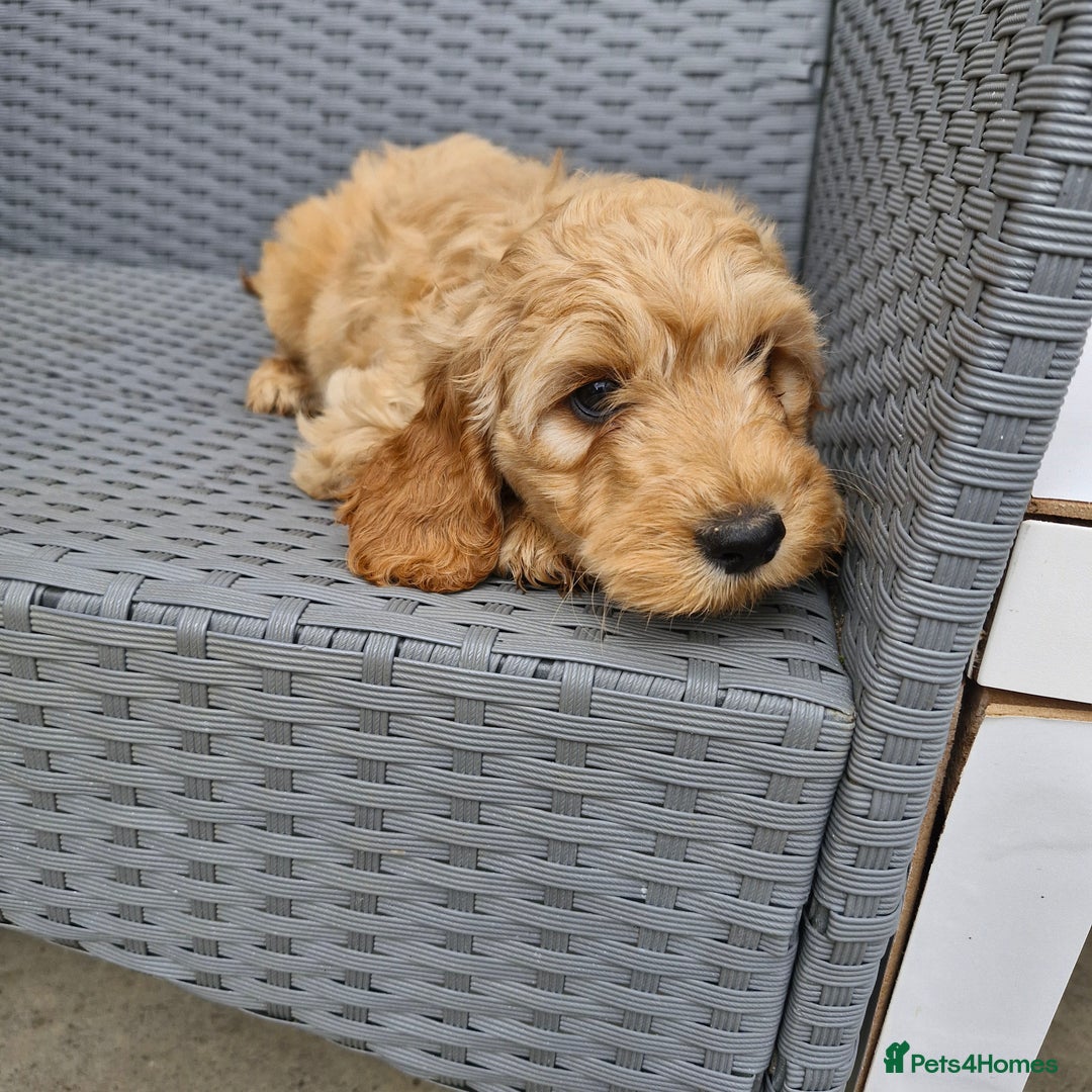 Cockapoo dogs for sale: Cockapoo puppies  - Image 1