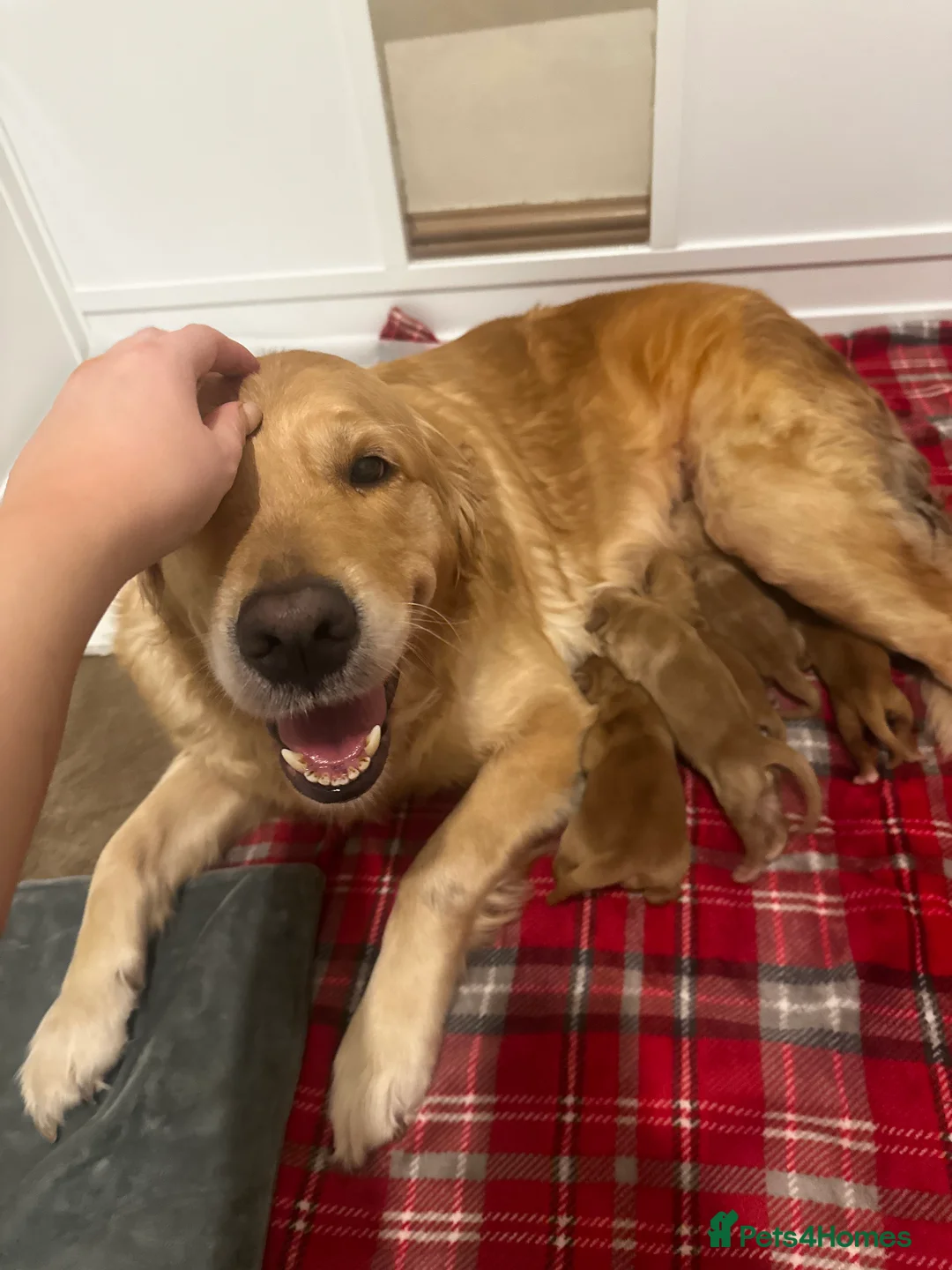 Golden Retriever dogs for sale: DARK GOLDEN RETRIEVER KC REG PEDIGREE 🐶  - Advert 10