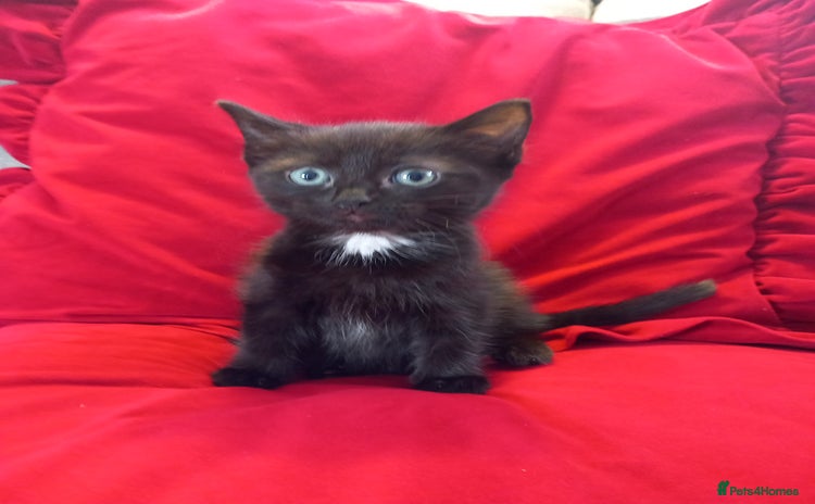 Domestic Shorthair cats - Advert 1