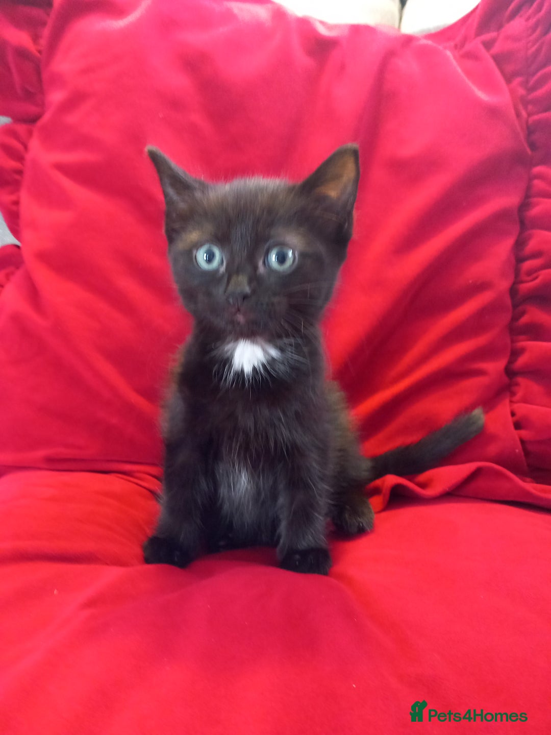 Domestic Shorthair cats for sale: Last beauty left, fluffy short hair small kitten - Image 1