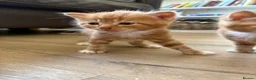 Mixed Breed cats for sale: 4 Ginger Male Kittens from 7th of September  in London - Advert 9