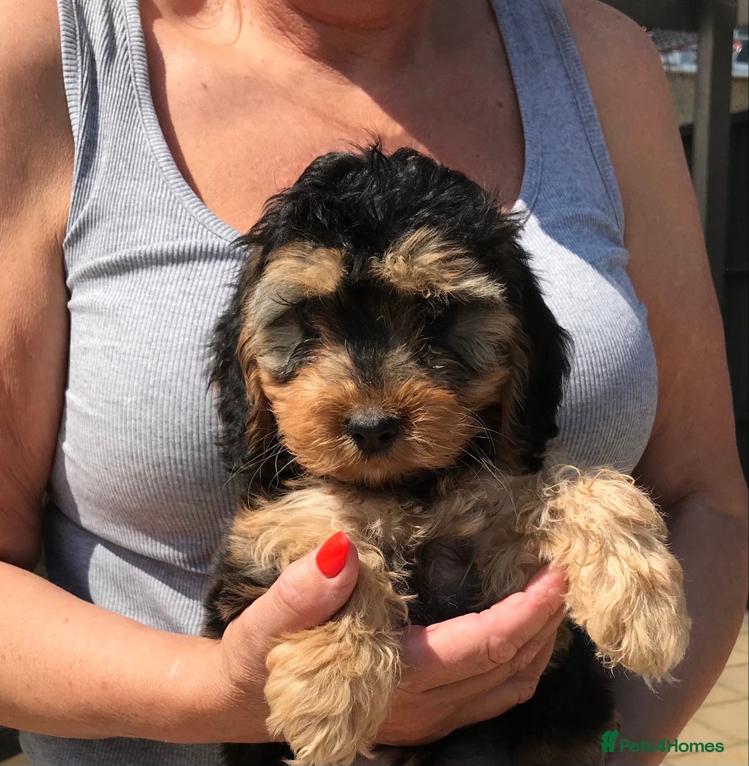 Cockapoo dogs for sale: STUNNING MINIATURE F1 COCKAPOO PUPPIES  in Slough - Image 4
