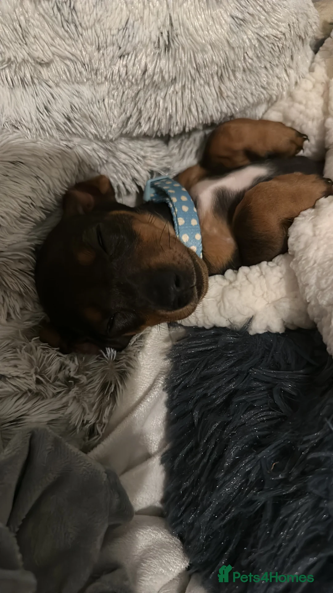 Miniature Dachshund dogs for sale: Miniature Dachshund Female. 6 Month’s Old.  - Advert 9