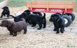 Labrador Retriever dogs for sale: Chunky Working Lab Puppies  - Image 9