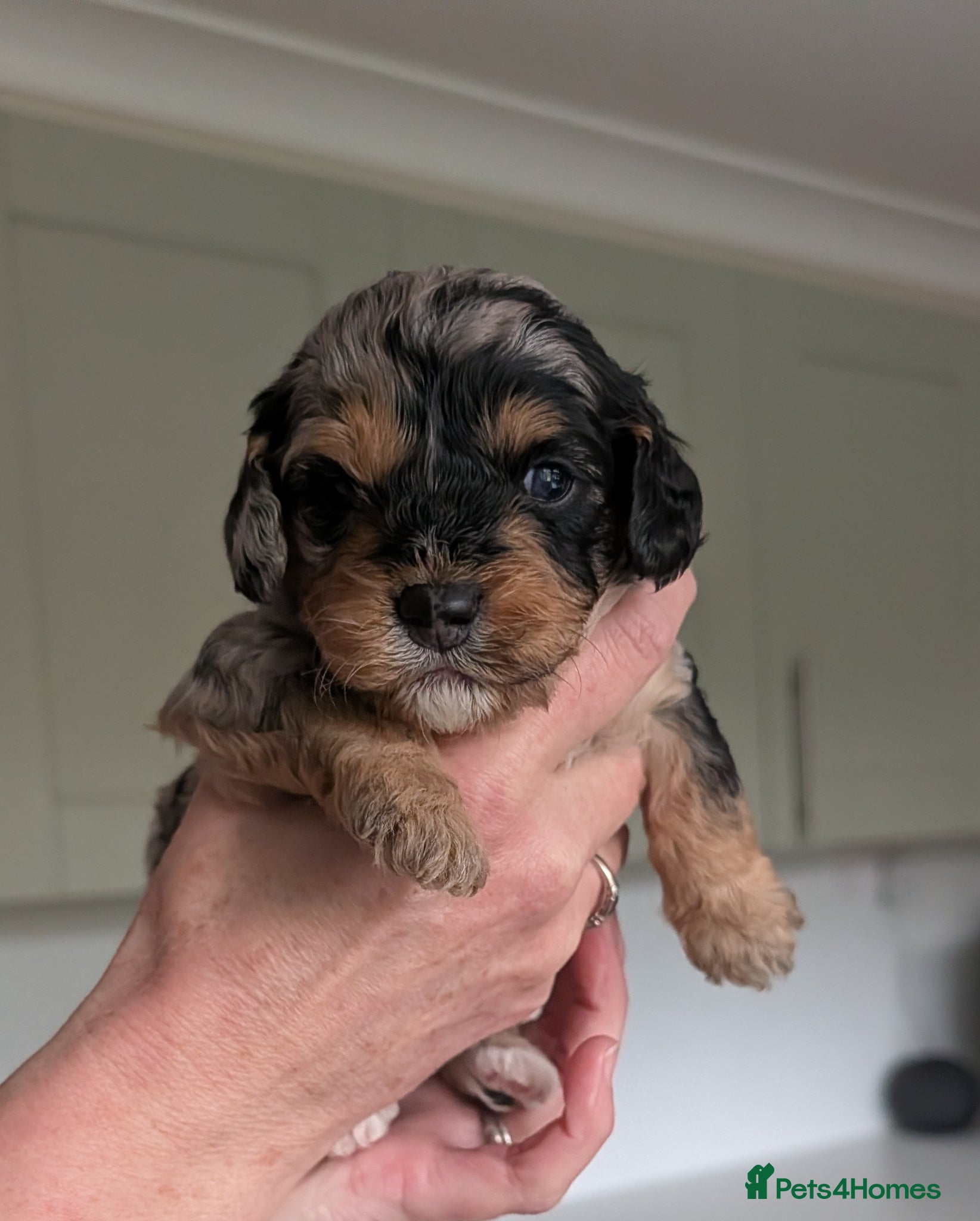 Cavapoo dogs Cavapoo puppies  - Advert 17