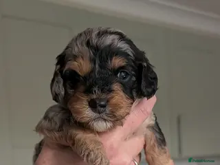 Cavapoo dogs Cavapoo puppies - Advert 17