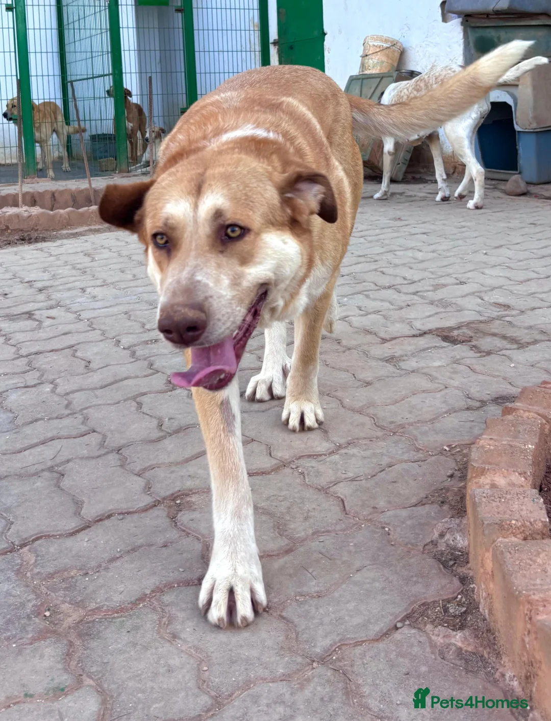 Mixed Breed dogs for adoption: ‼️🚨blanchieves URGENT FOSTER OR adopter needed.  - Advert 2