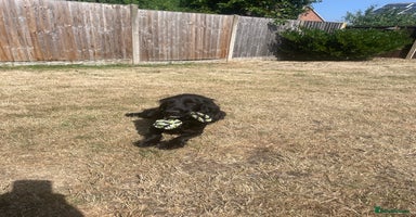 Cockapoo dogs - Advert 7