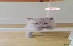 British Shorthair cats for sale: CHUNKY BLUE BRITISH SHORT HAIR KITTENS - Image 2