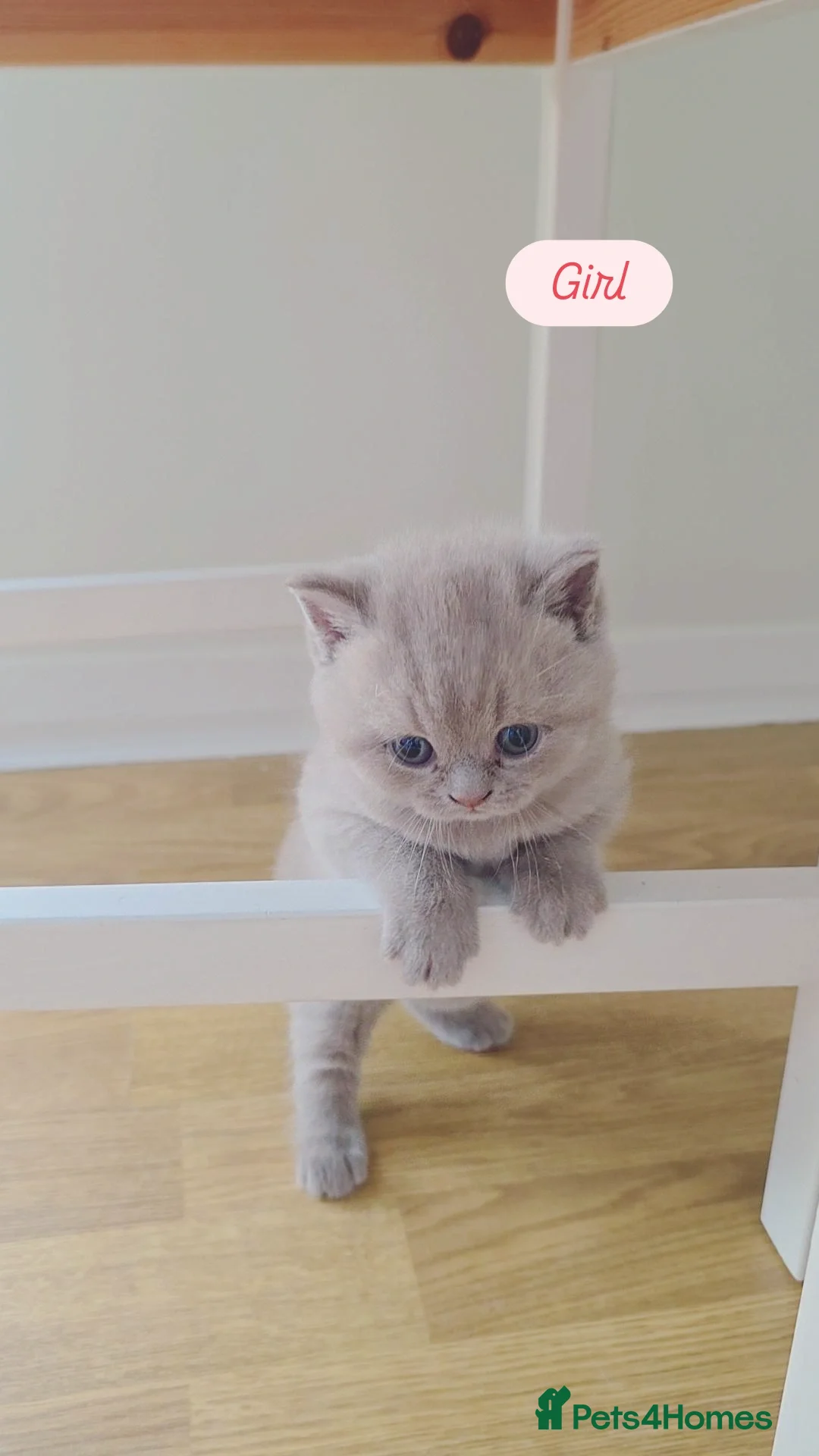 British Shorthair cats for sale: CHUNKY BLUE BRITISH SHORT HAIR KITTENS - Image 2